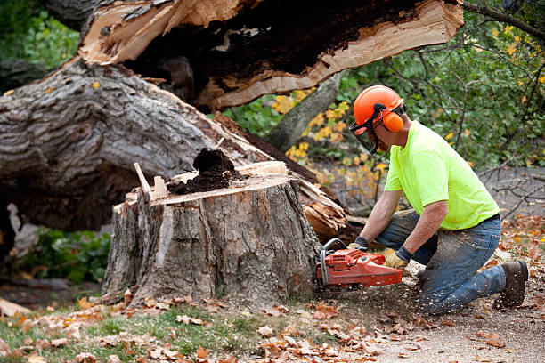 Sandusky, MI  Tree Services Company